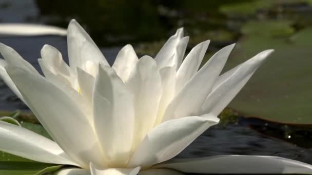 Witte waterlelie. Mooie white water lily en tropische klimaten. Wateroppervlak. — Stockvideo