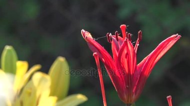  Sarı, turuncu lily tam suyu.