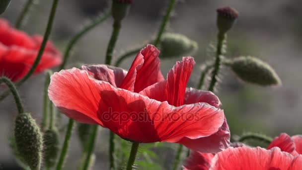 Delicate, red in the garden area.Attractive, bright, red color. — Stock Video