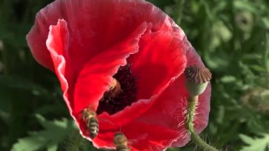 Yalnız ve tekrarlanamayan. Çekici, parlak, kırmızı renk.