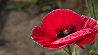 Yalnız ve tekrarlanamayan. Çekici, parlak, kırmızı renk.