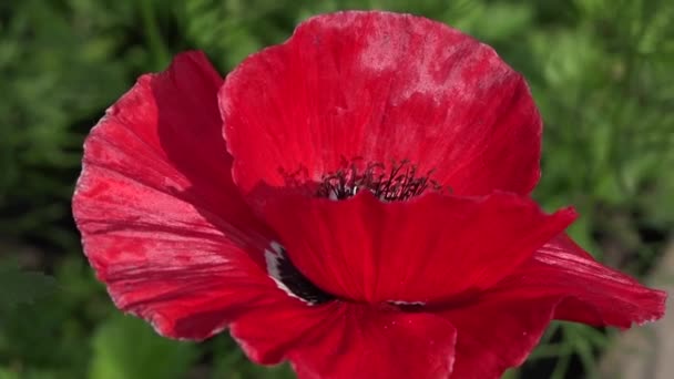 Solitario e irrepetible.Atractivo, brillante, color rojo . — Vídeo de stock