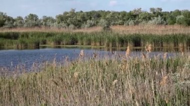 Avcılık gerekçesiyle. Göl, sessizlik, öğle vakti, ördek creek.