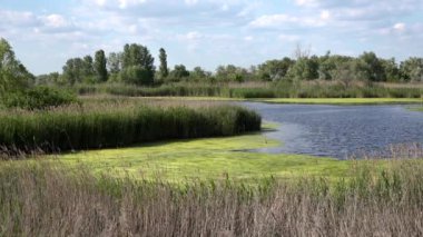 Avcılık gerekçesiyle. Göl, sessizlik, öğle vakti, ördek creek.