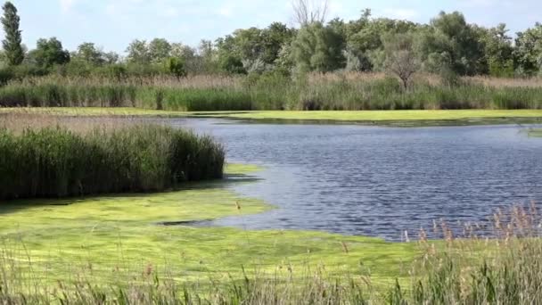 Terrenos de caza.Lago, silencio, mediodía, arroyo del pato . — Vídeos de Stock