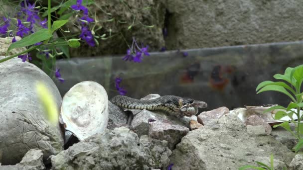 A cobra mata a presa. . — Vídeo de Stock