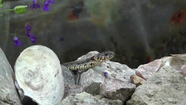 Snake on the hunt. — Stock Video