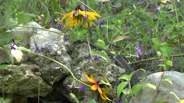 Serpente a caccia . — Video Stock