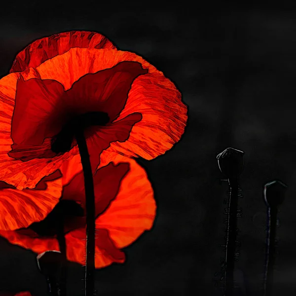 Vermelho e preto. Jogo de luz . — Fotografia de Stock