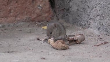 Evin verandada tarla faresi. (Microtus arvalis)