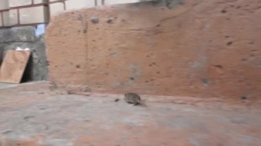 Evin verandada tarla faresi. (Microtus arvalis)