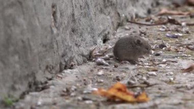 Evin verandada tarla faresi. (Microtus arvalis)