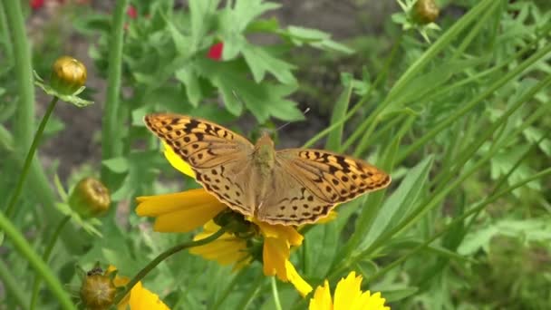 Liten Perleskjelving Svinger Elastisk Blomst Nissens Perler Gleder Seg Flimringens – stockvideo