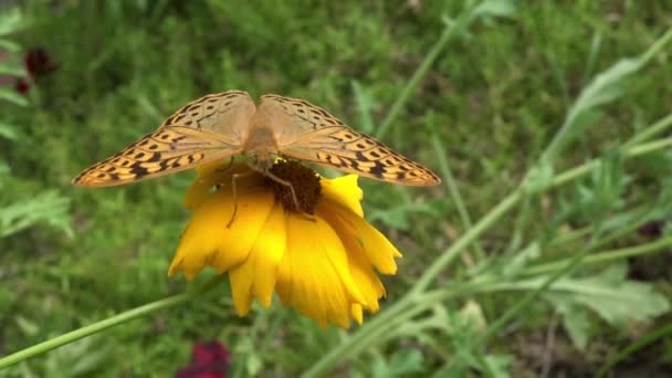 Uma Pequena Pérola Tremendo Está Balançando Uma Flor Elástica Stem — Vídeo de Stock