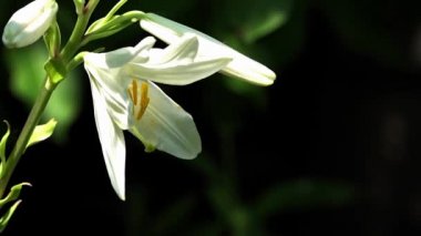 Beyaz Zambak tam suyu. Beyaz Zambak güneşli bir close-up. Keskin bir koku ile beyaz, narin çiçek.