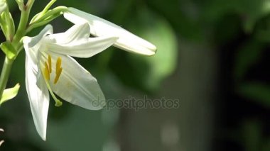 Beyaz Zambak tam suyu. Beyaz Zambak güneşli bir close-up. Keskin bir koku ile beyaz, narin çiçek.