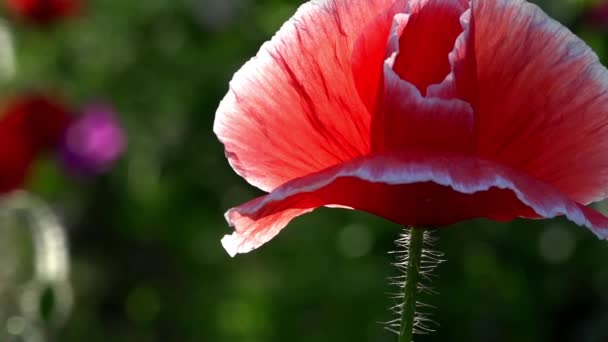 Andere Klaproos Bud Klaproos Groen Toppen Poppy Idyll Tuin Bloeien — Stockvideo