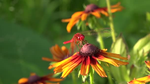 Libellule Sono Insetti Molto Antichi Morbidi Luminosi Giovani Insetti Fiori — Video Stock