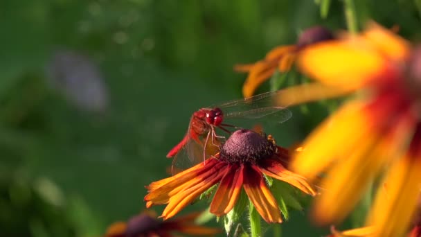 トンボは 非常に古代の昆虫です 柔らかい 明るい 若い昆虫 装飾的な黄色の花 昆虫を魅惑します ホップ そのすべての栄光で自分自身を示しています 昆虫は — ストック動画