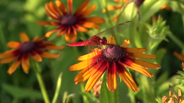 Libélulas São Insetos Muito Antigos Flor Amarela Decorativa Iscas Insetos — Vídeo de Stock