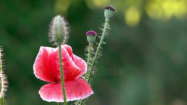 Red Poppy Green Background Green Poppy Buds May Flowers Sunlight — Stock Video