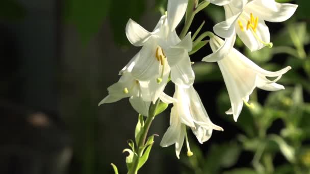 刺激臭のある白い繊細な花 リリーは クローズ アップ 完全にジュースで白いユリ 太陽の明るい光を照らす神の創造を魅力的な穏やかな 優しく エレガントなイメージ — ストック動画