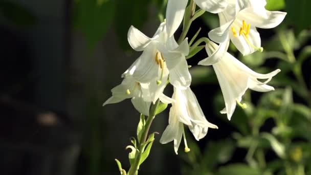 Bílý Jemný Květ Štiplavého Zápachu Lily Detail Bílá Lilie Plné — Stock video