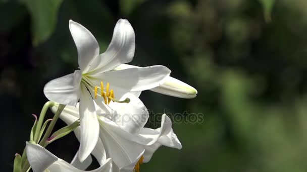 刺激臭のある白い繊細な花 リリーは クローズ アップ 完全にジュースで白いユリ 太陽の明るい光を照らす神の創造を魅力的な穏やかな 優しく エレガントなイメージ — ストック動画