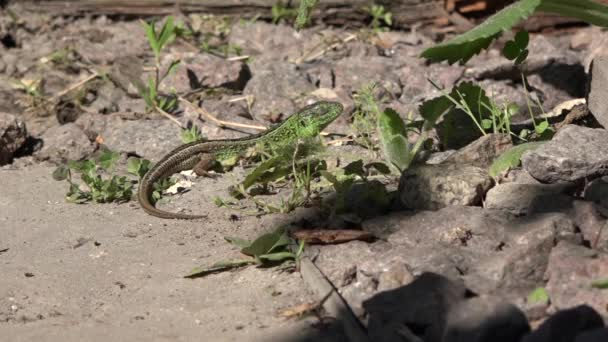 绿蜥蜴的梦想 完整的蜥蜴休息 大多数蜥蜴都是食肉动物 — 图库视频影像