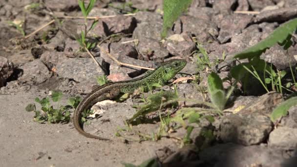 Dream Green Lizard Full Lizard Rests Most Lizards Carnivorous — Stock Video