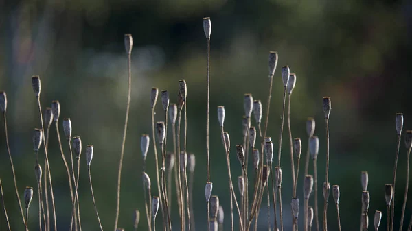 Avond Roll Papaver Papaver Roll Bij Zonsondergang Poppy Roll Bij — Stockfoto