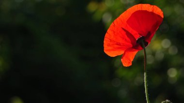 Kırılgan, narin bir yaratık. Doğanın fantazisinin canlı bir somut örneği. Doğal ve güzel. Çiçek açan gelincikler. Parlak kırmızı bir gelincik, arıları cezbeder.. 