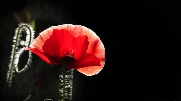 Fragiel Delicaat Schepsel Een Levende Belichaming Van Fantasie Van Natuur — Stockfoto