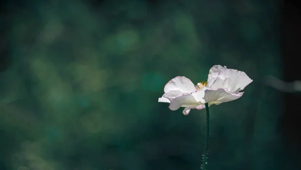 素晴らしい背景に白いケシ シングルホワイト 柔らかく 生命を与えるケシ 緑の草に対して白いケシを咲かせます — ストック写真
