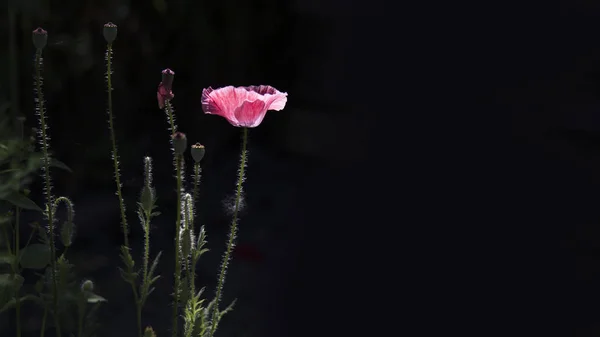 Harika bir geçmişi olan pembe haşhaş. Pembe. Pembe, hassas, hava, hayat veren zırva. Yeşil çimenlere karşı çiçek açan pembe haşhaş. Tüm ihtişamıyla yabani çiçek..