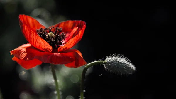 Rojo Dominante Flor Inodora Los Rayos Del Sol Iluminan Flor —  Fotos de Stock