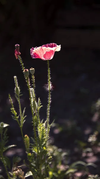 Scenisk Vallmo Svart Bakgrund Rosa Vallmo Underbar Bakgrund Enkelrosa Rosa — Stockfoto