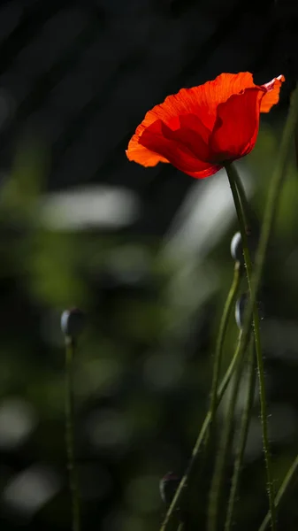 Dominantně Červené Květ Bez Zápachu Sluneční Paprsky Osvětlují Mák Květin — Stock fotografie
