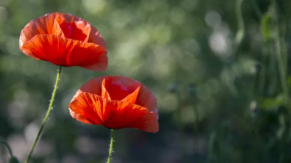 Roșu Dominant Floarea Este Inodor Razele Soarelui Iluminează Floarea Mac — Fotografie, imagine de stoc