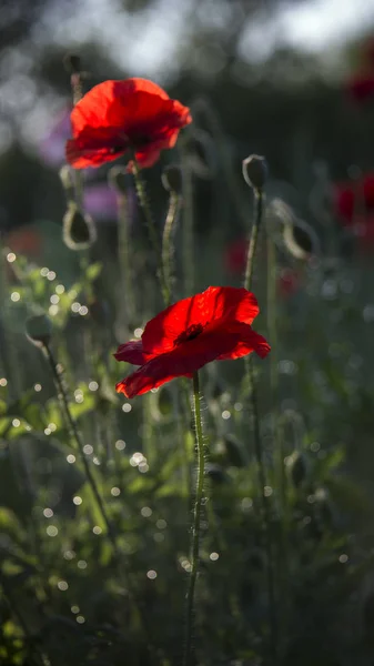Dominant Red Flower Odorless Sun Rays Illuminate Poppy Flower Reflection — стоковое фото