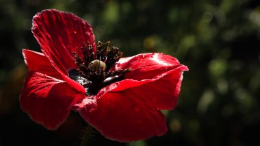 Kontrastlı, siyah bir arka planda kırmızı bir renk. Damgada kan kırmızısı. Doğal ve güzel bir fantazinin canlı bir somutlaşması. Çiçek açan bir çiçek. Parlak kırmızı bir gelincik, arıları çekiyor..
