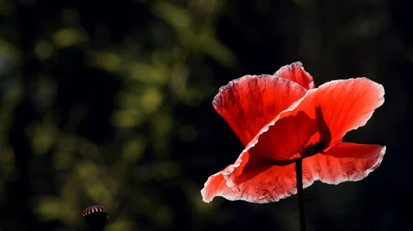 Contrastante Color Rojo Sobre Fondo Negro Rojo Sangre Marca Una — Foto de Stock