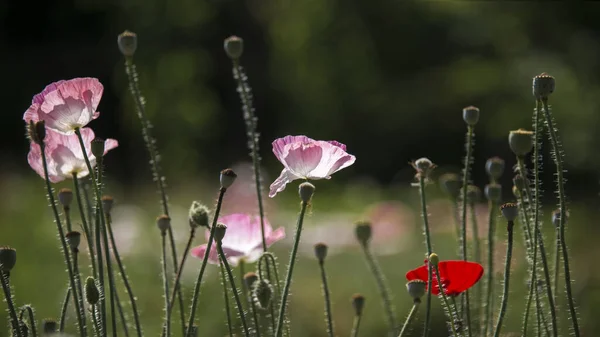 Różowy Mak Wspaniałym Tle Ogrodzie Kwitną Maki Delikatny Kwiat Kwitną — Zdjęcie stockowe