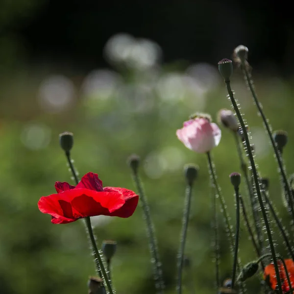 Narin Bahçede Kırmızı Çiçek Açan Gelinciklerde — Stok fotoğraf