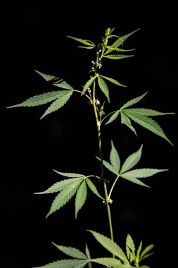 Açık iş, siyah bir arka planda parlak yeşil kenevir yaprağı. Orman çalılıkları. Orman higrofili ve gölgeye dayanıklı türler. Yeşil yapraklar güneşte parlıyor. Yeşil yapraklar güneşte parlıyor. Arka ışıklandırma, akşam keneviri yaprakları..