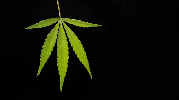 Nyitott Élénk Zöld Kannabiszlevél Fekete Hátterben Erdővastagság Erdőhigiénikus Árnyéktűrő Fajok — Stock Fotó