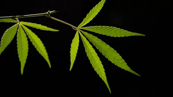 Offenes Leuchtend Grünes Cannabisblatt Auf Schwarzem Hintergrund Walddickicht Waldhygrophile Und — Stockfoto