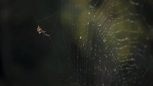 Stir Silence Forest Spider Web Dark Forest Morning Dew Morning — Stock Photo, Image