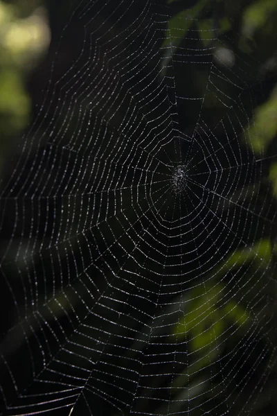 정각에 거미는 그물을 어두운 아침해 웹에서 곤충을 바람의 가벼운 Sways — 스톡 사진