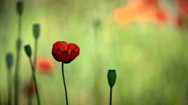 Квітка Маку Зелене Поле Вітряний День Закриття Макових Квітів Навесні — стокове фото